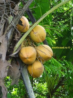 Плоды на карликовой форме кокосовой пальмы