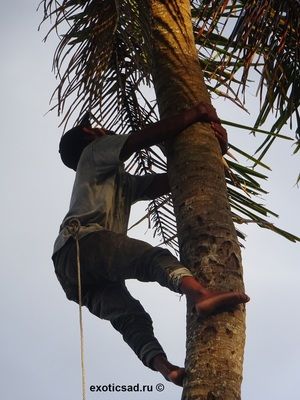 На сбор орехов кокосовой пальмы