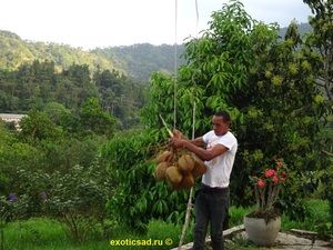 Спуск кокосовых орехов с пальмы