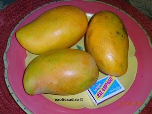 Плод манго сорта Гота де Оро