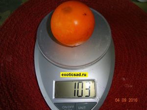 Вес плода наранхиллы