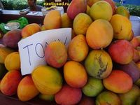 Урожай манго сорта Томми Аткинс